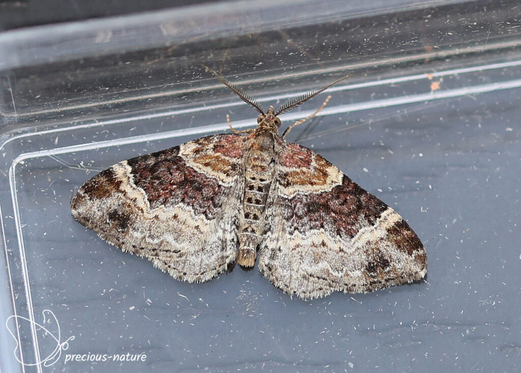 Red Twin-spot Carpet - 2026
