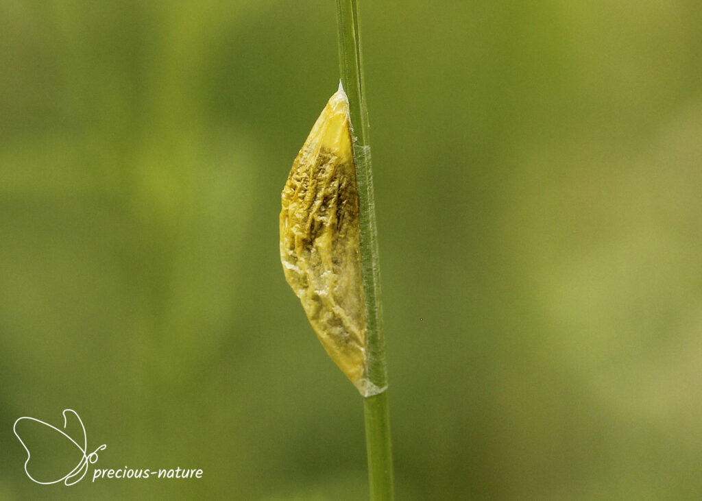 Six-spot Burnet (pupa) - 2024