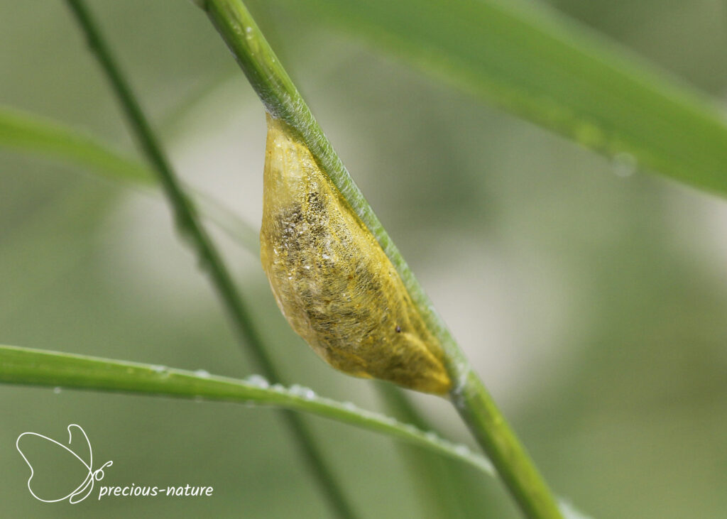Six-spot Burnet (pupa) - 2024