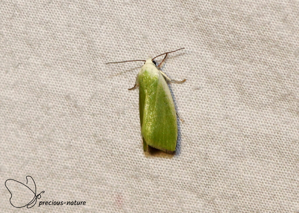 Cream-bordered Green Pea - 2026