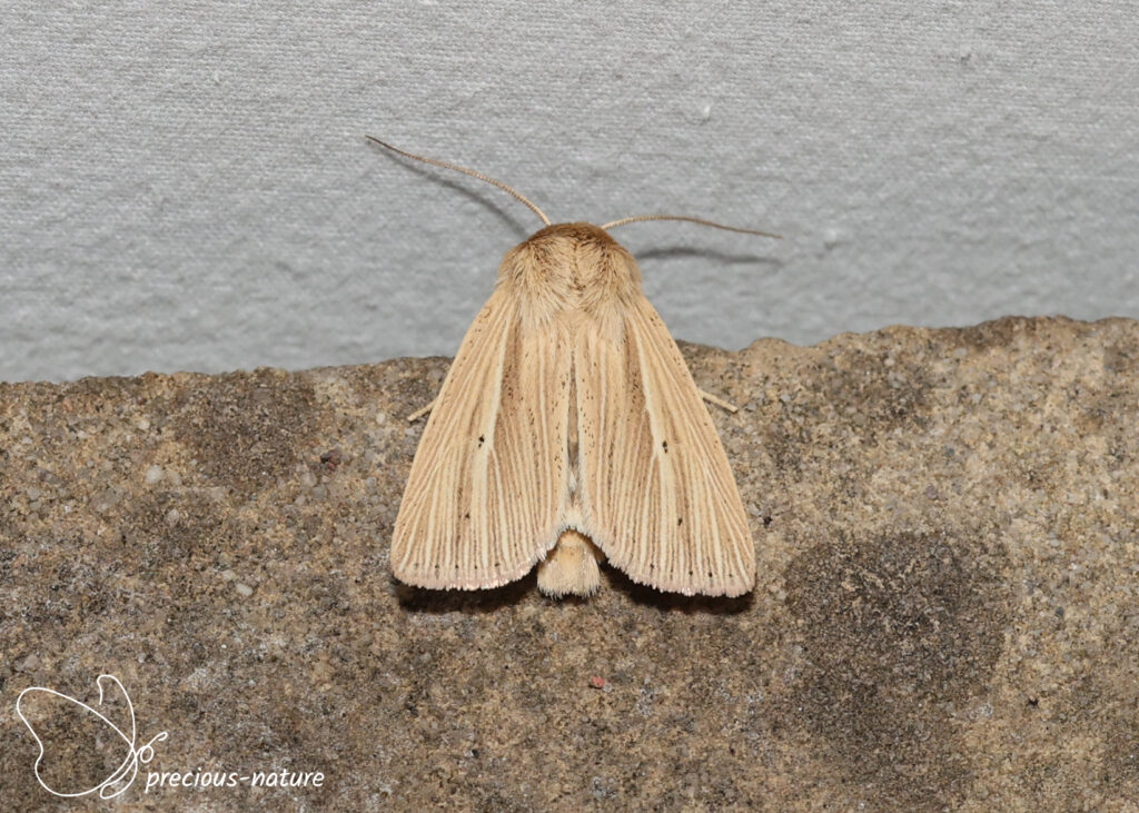 Smoky Wainscot - 2026