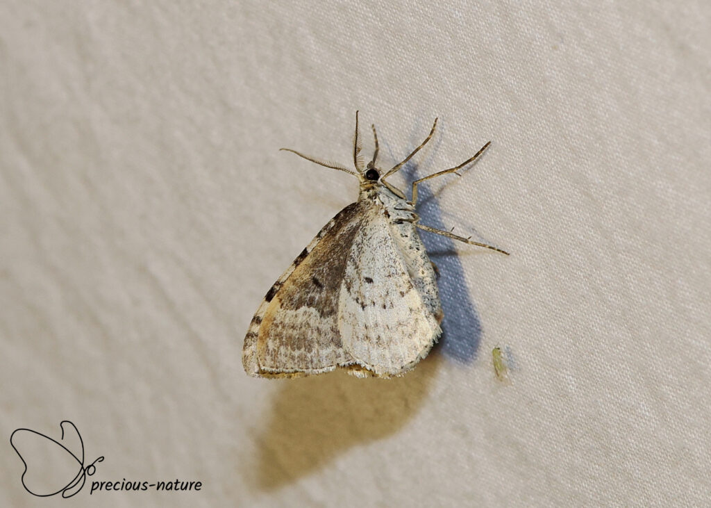 Silver-ground Carpet - 2026