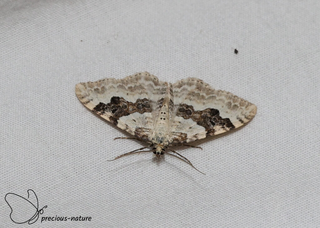 Silver-ground Carpet - 2026