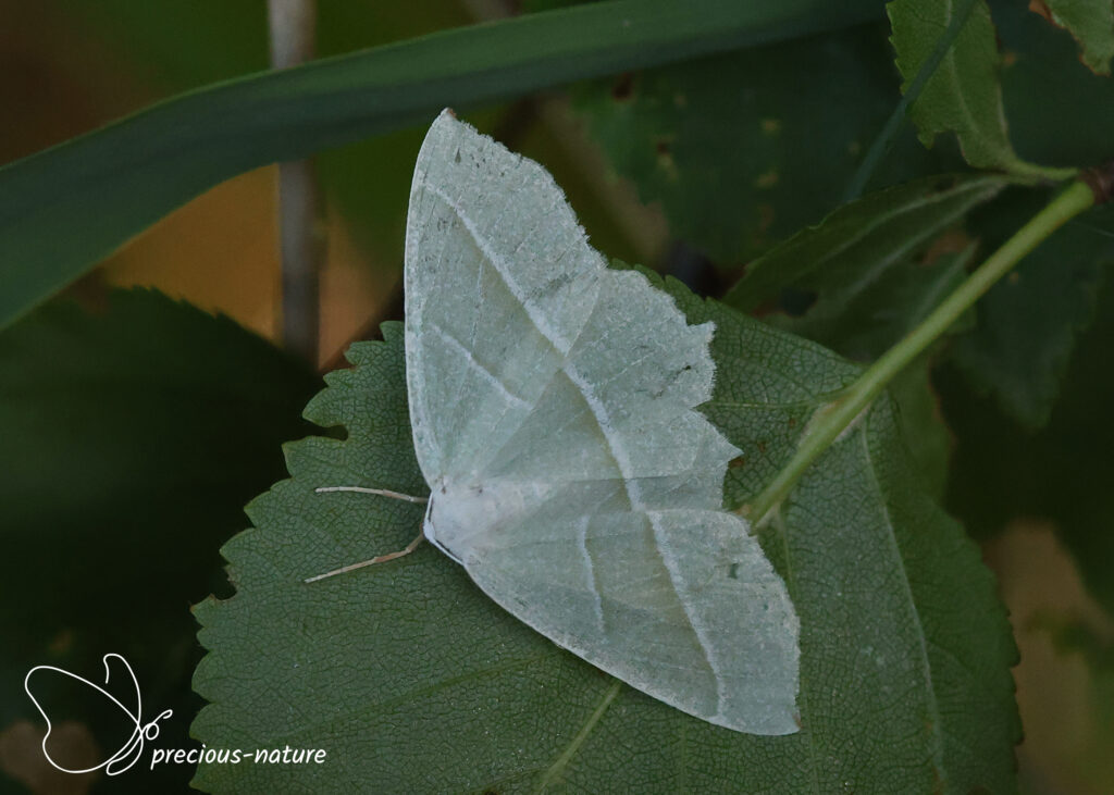 Light Emerald - 2026
