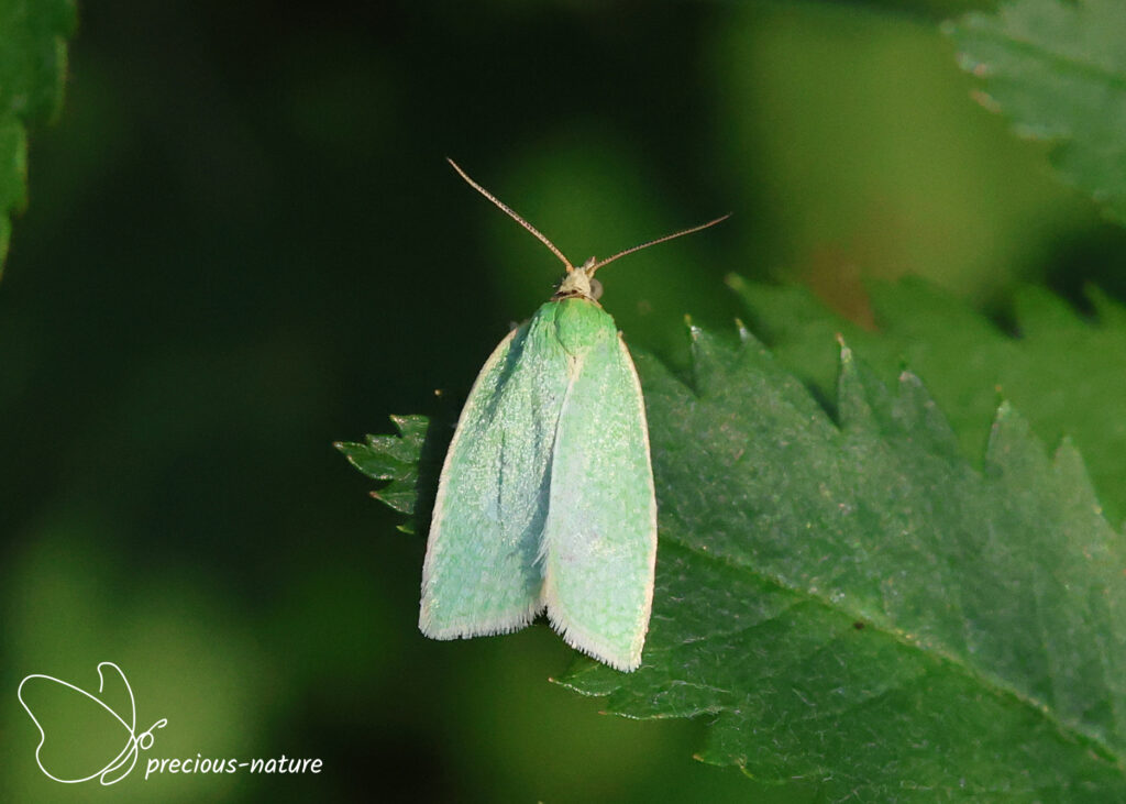 Green Oak Tortrix - 2026