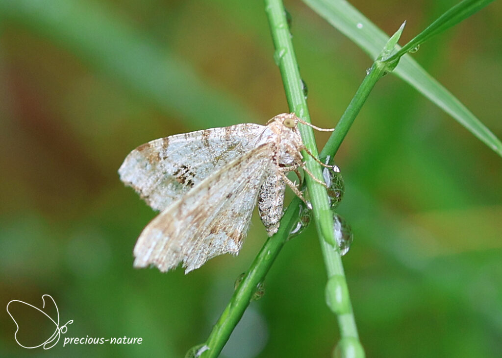 Peacock Moth - 2026