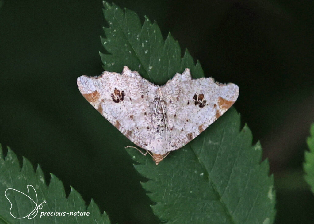 Peacock Moth - 2026