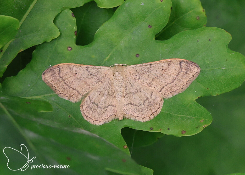 Riband Wave - 2026