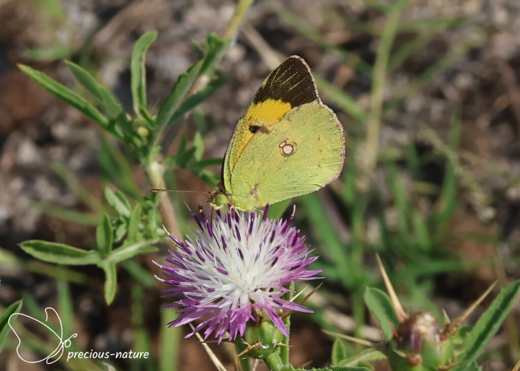 Clouded Yellow - 2026