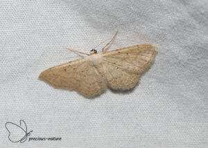 Idaea elongaria - 2026