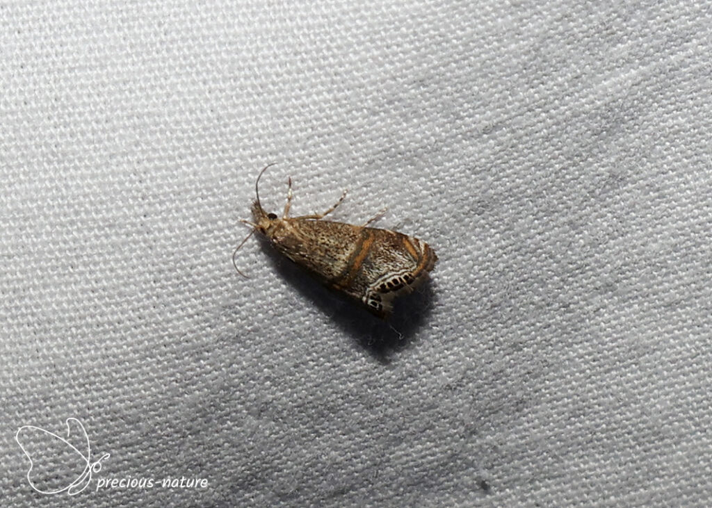 Euchromius superbellus - 2026