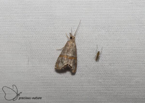 Euchromius superbellus - 2026