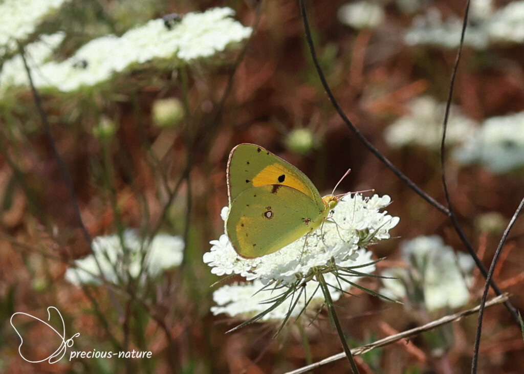 Clouded Yellow - 2026