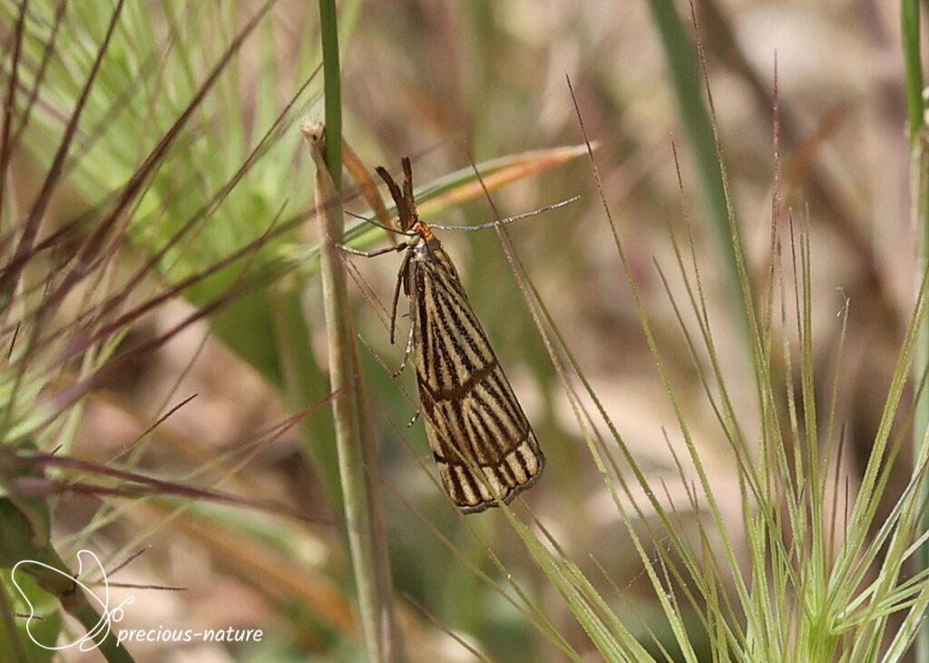 Chrysocrambus craterella - 2026