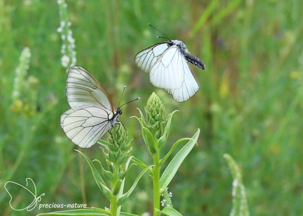 Black-veined White - 2026