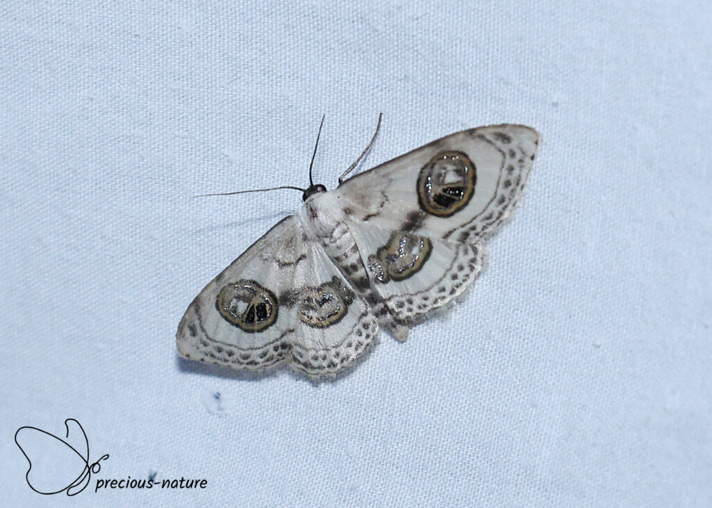 Problepsis ocellata - 2026