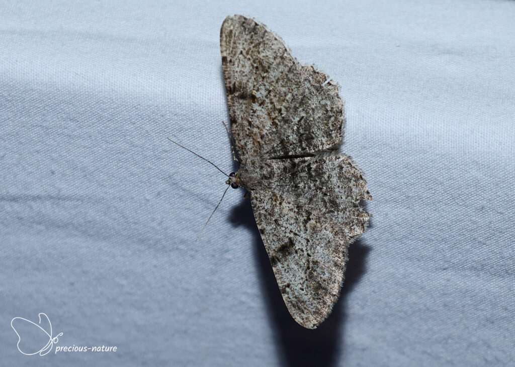 Willow Beauty - 2026