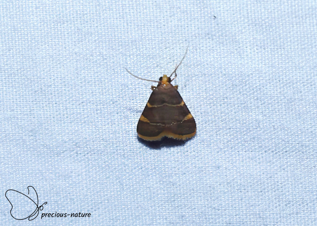 Triangelmot - 2026