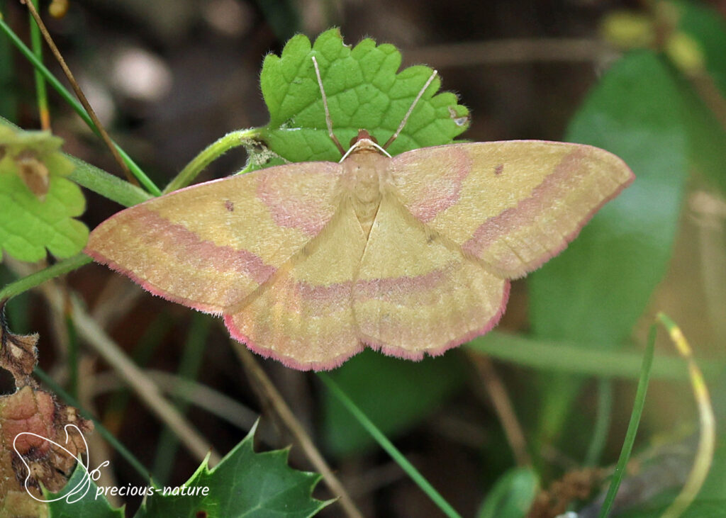 Rhodostrophia discopunctata - 2026