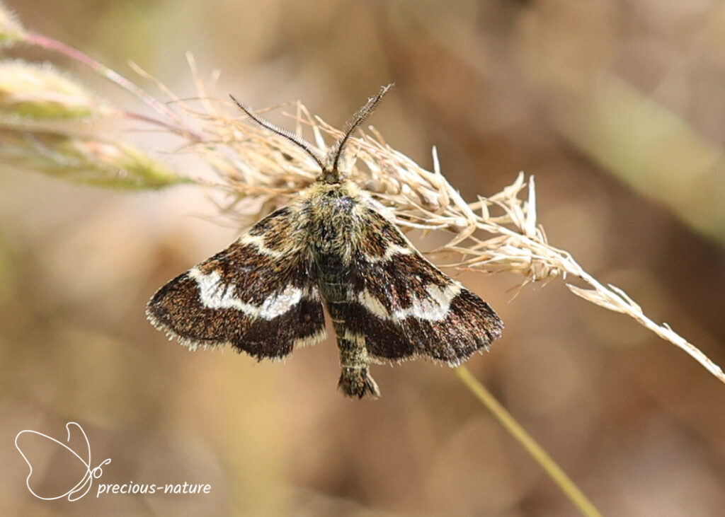 Tretopteryx pertusalis - 2026