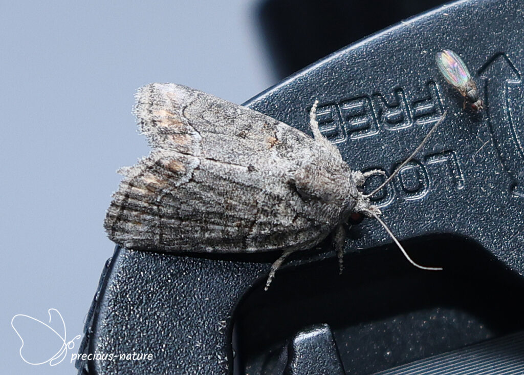 Bryophila tephrocharis - 2026