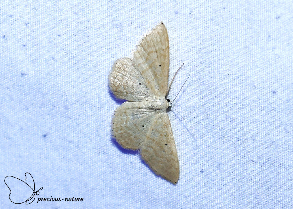 Idaea consanguinaria - 2026