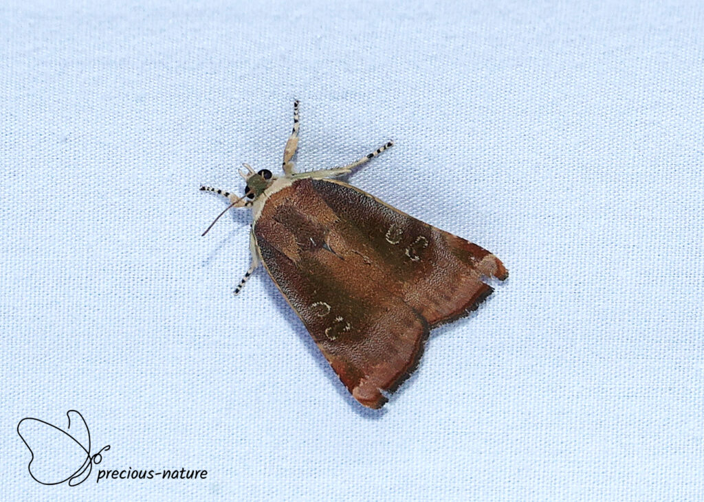 Lesser Broad-bordered Yellow Underwing - 2026