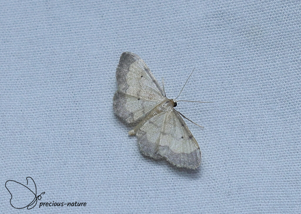 Idaea politaria - 2026