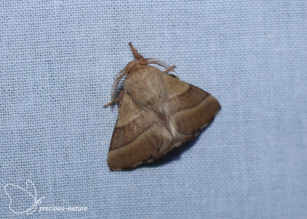 Lackey Moth - 2026