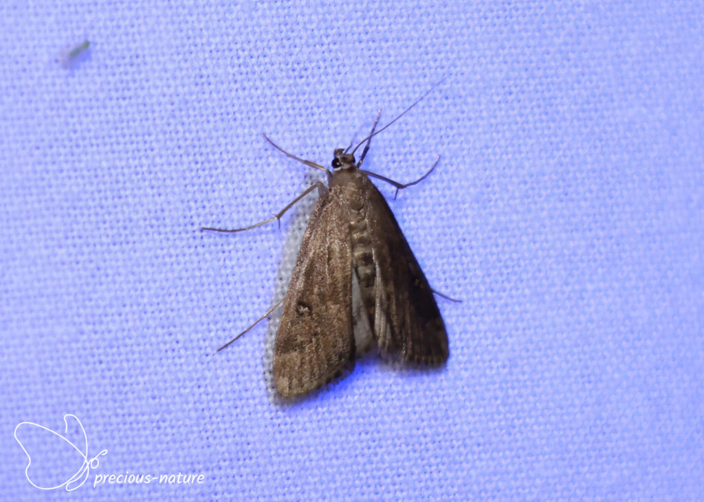 Ringed China-mark - 2026