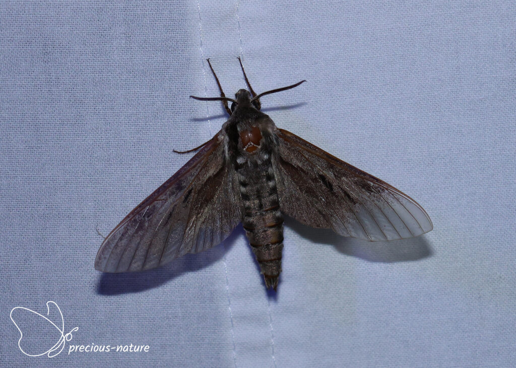 Pine Hawk-moth - 2026