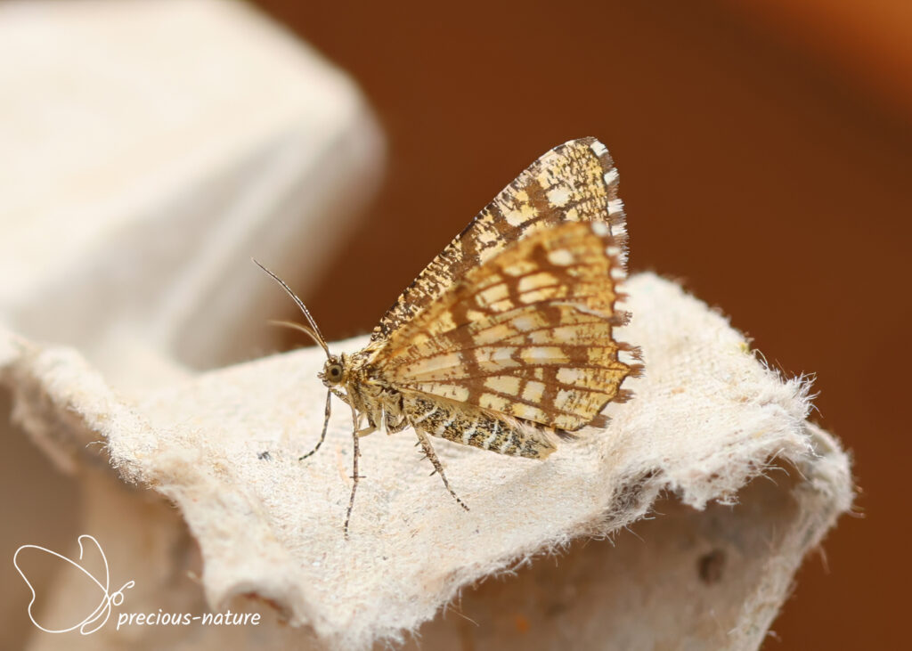 Latticed Heath - 2026