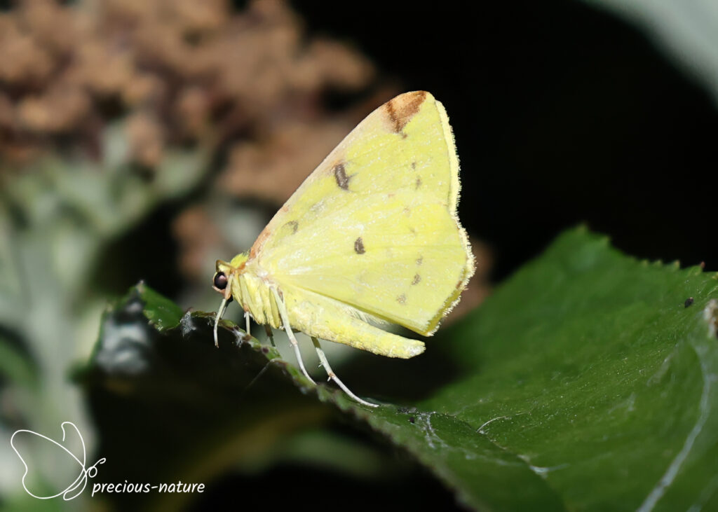 Brimstone Moth - 2026