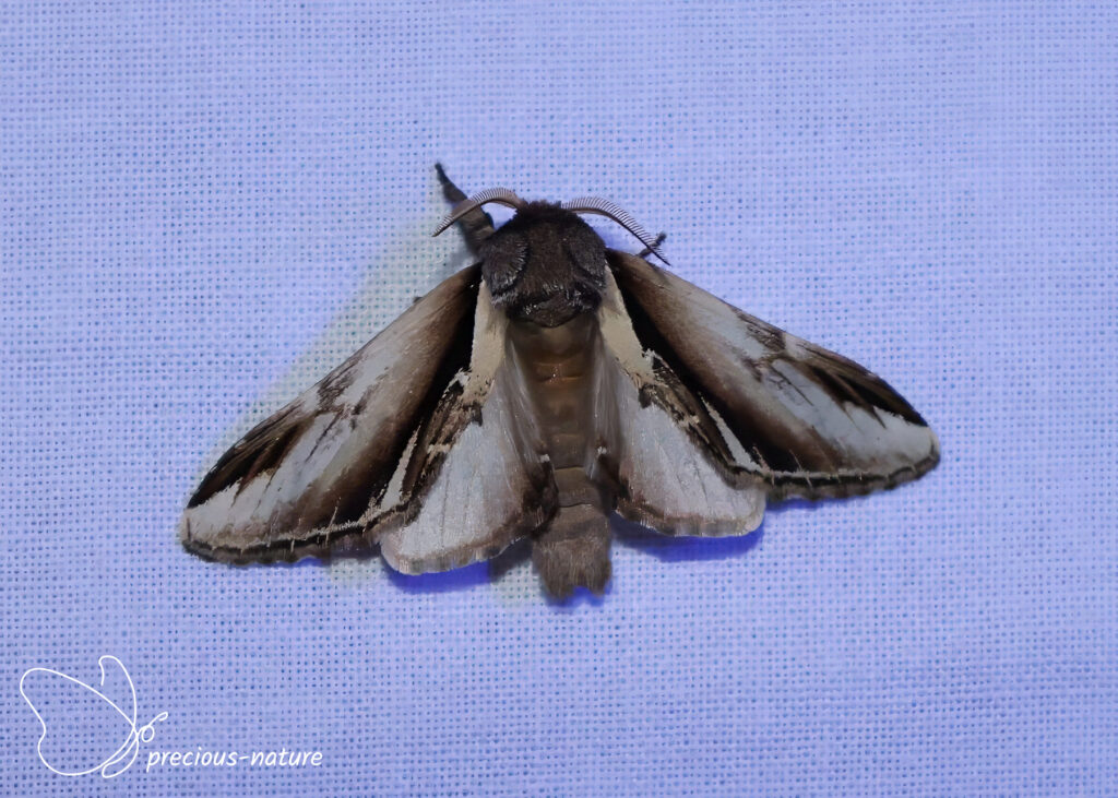 Lesser Swallow Prominent - 2026