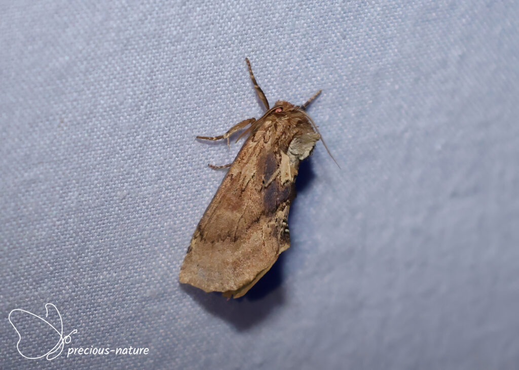 Coxcomb prominent - 2026