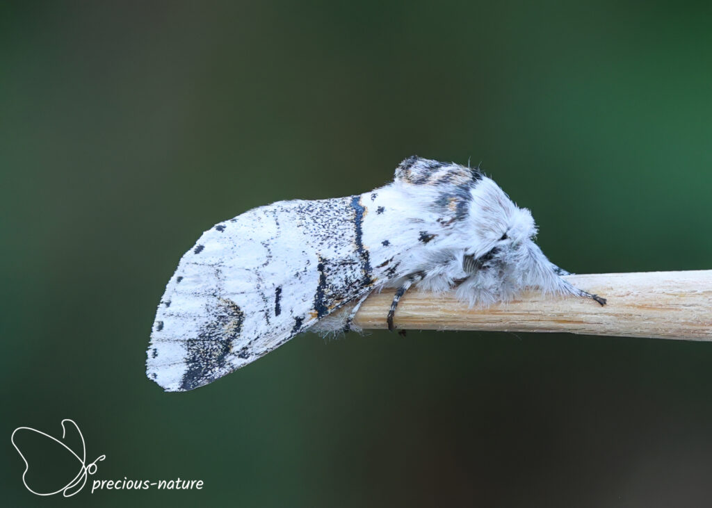 Poplar Kitten - 2026