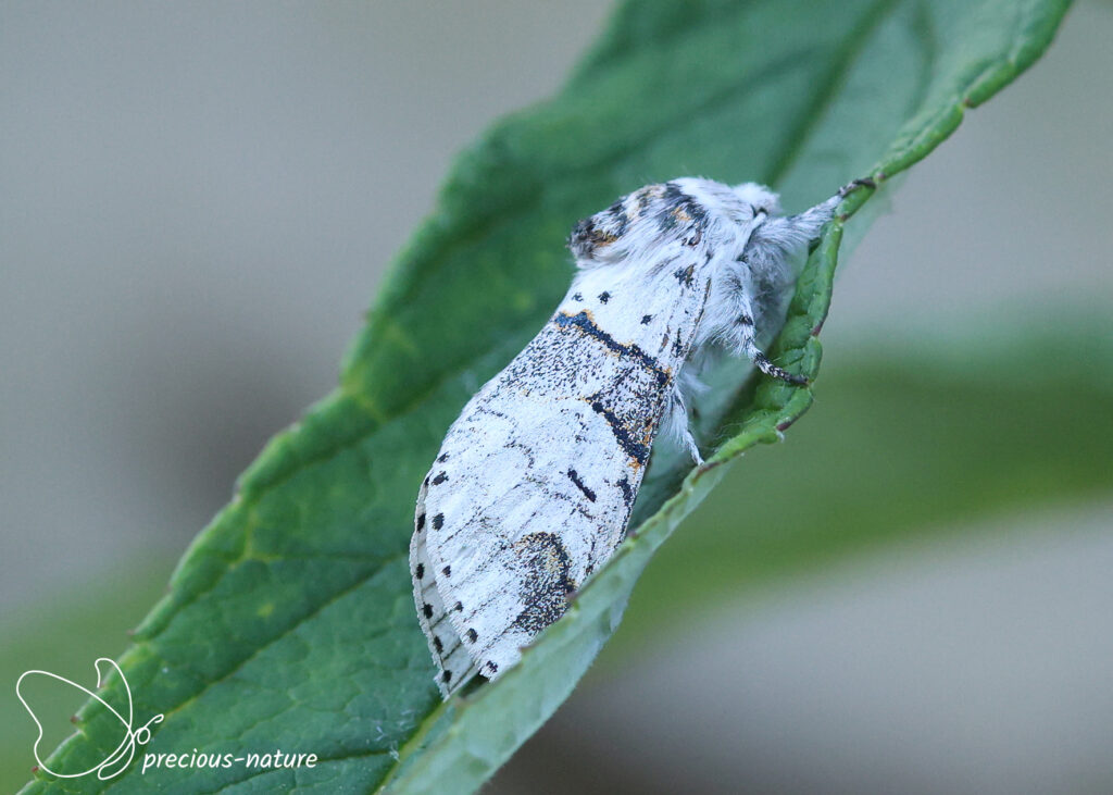 Poplar Kitten - 2026