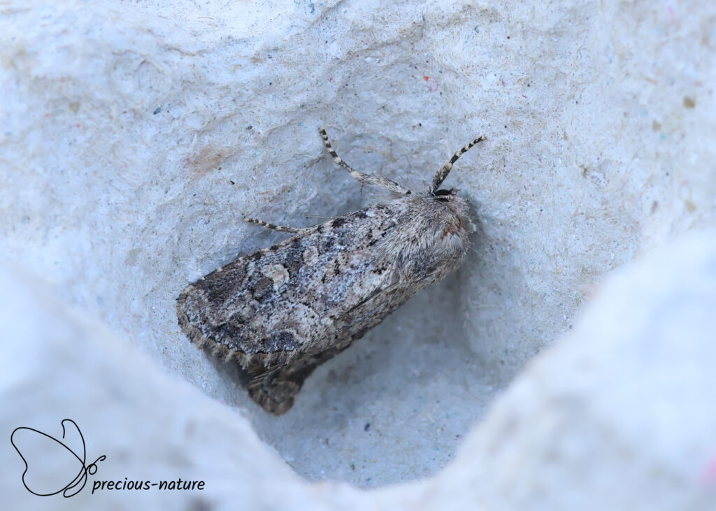 Flounced Rustic - 2026