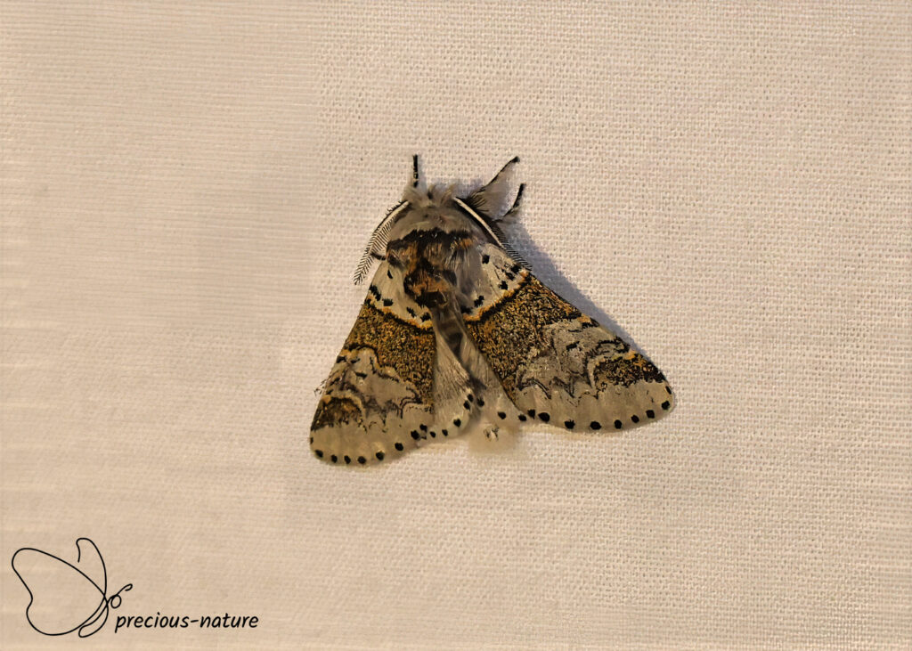Sallow Kitten - 2026