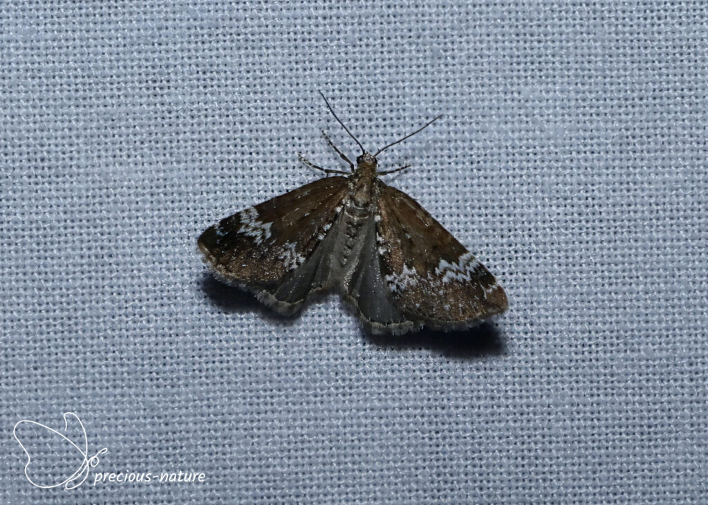 Small Rivulet - 2026