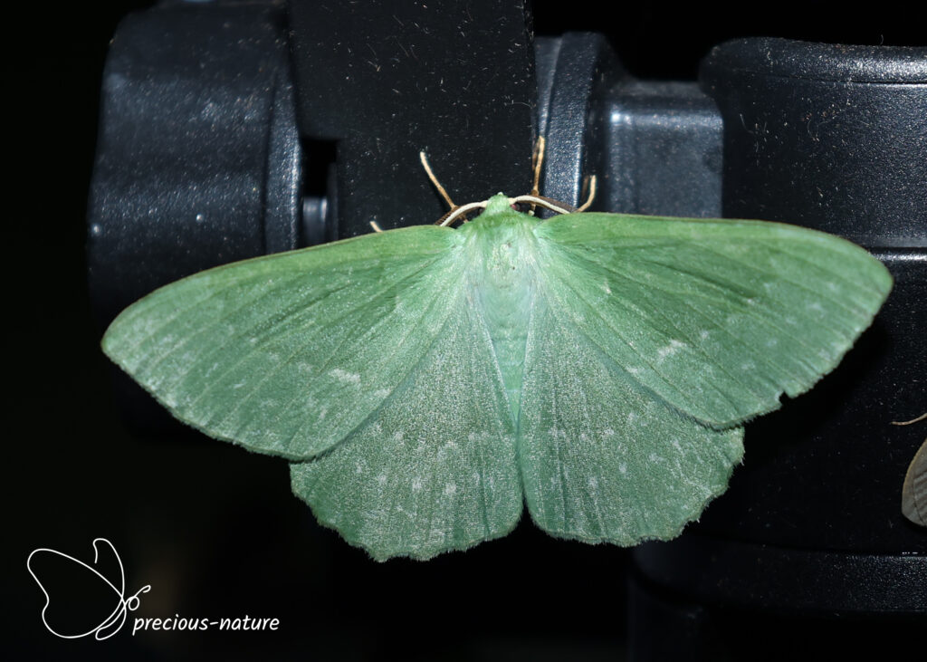 Large Emerald - 2026