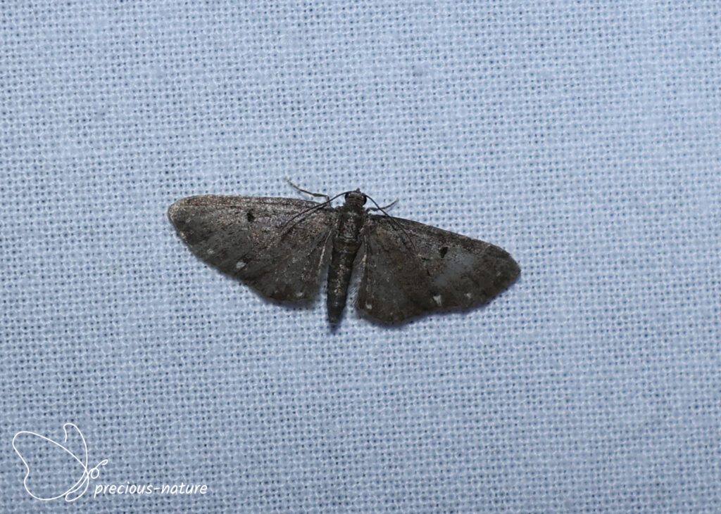 White-spotted Pug - 2026