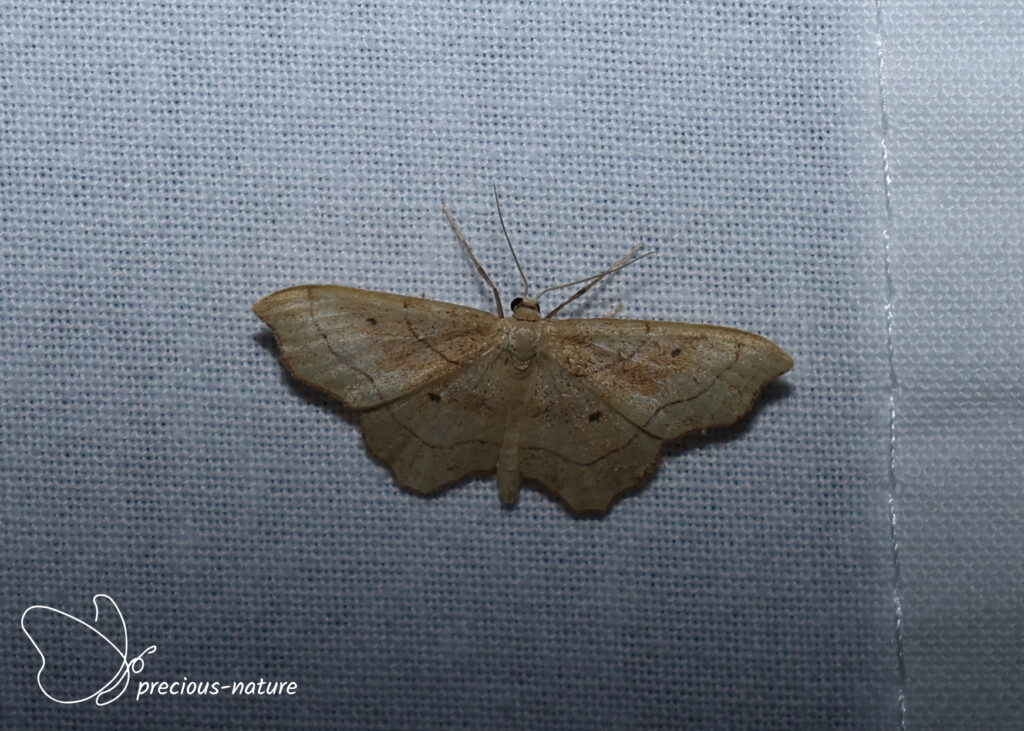 Small Scalop - 2026