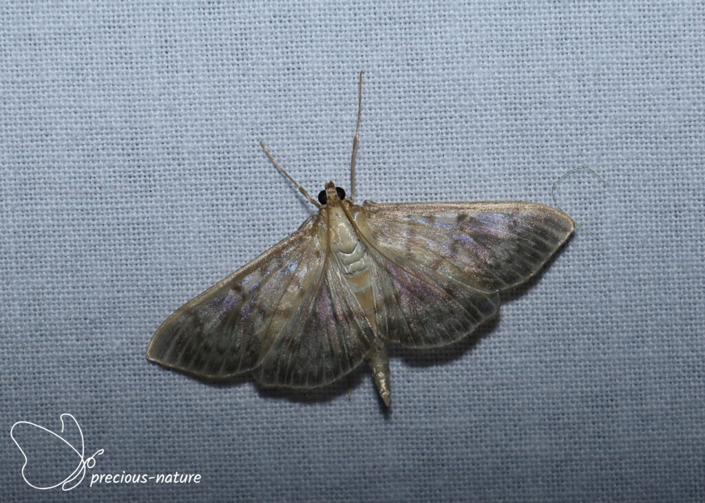 Mother of Pearl - 2026