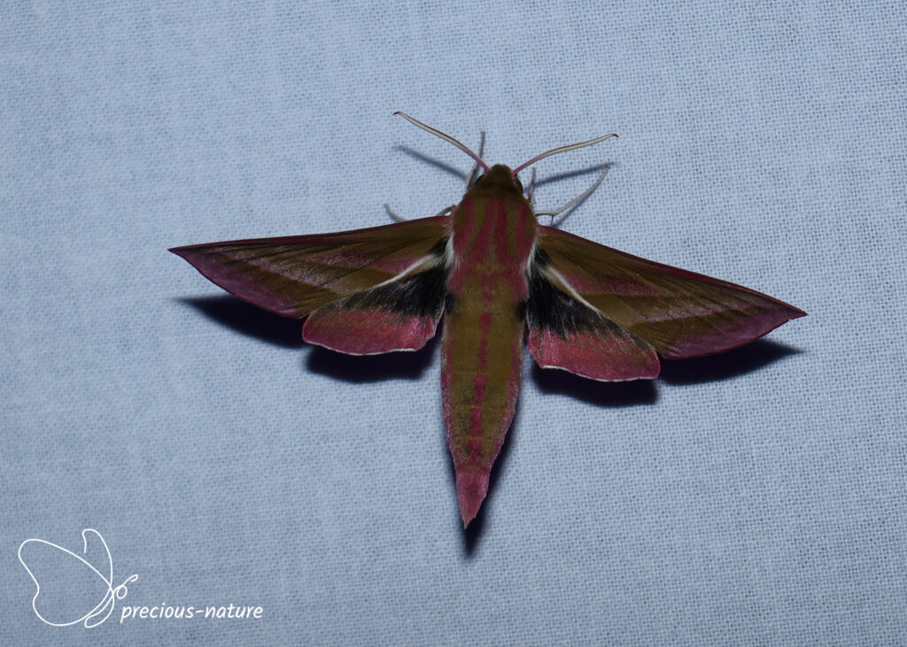 Elephant Hawk-moth - 2026