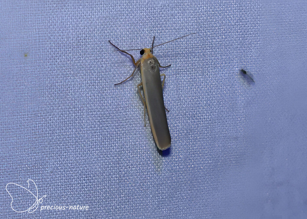 Scarce Footman - 2026