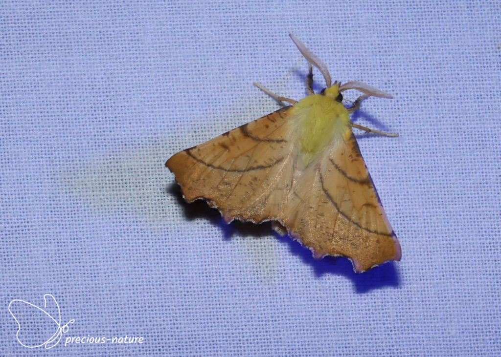 Canary-shouldered Thorn - 2026