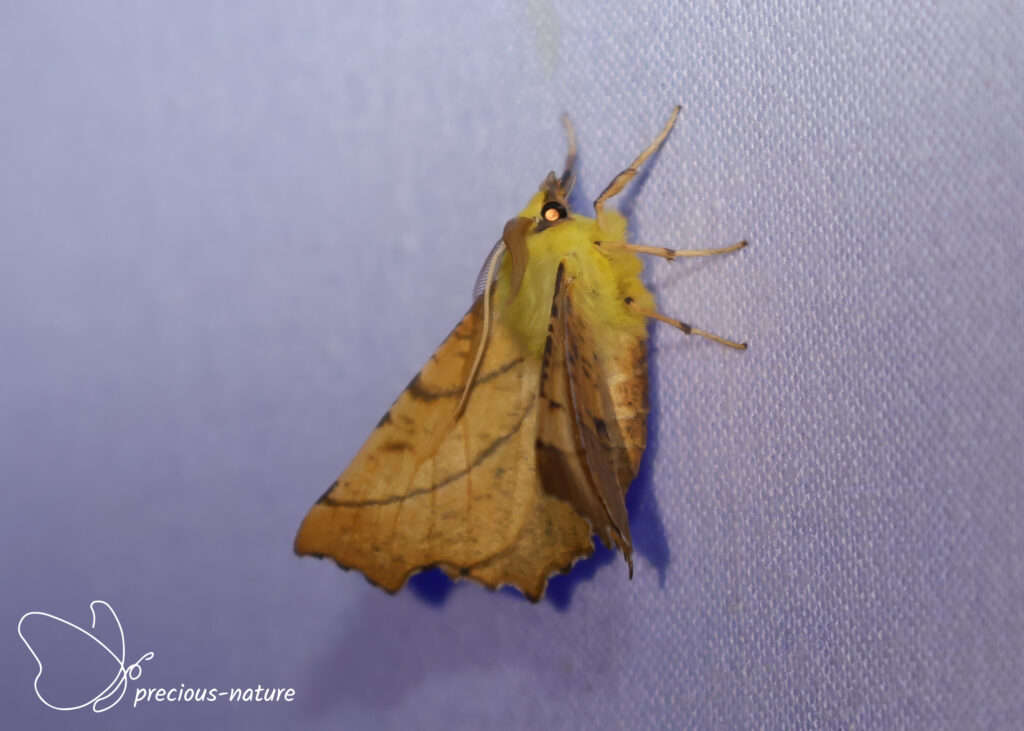 Canary-shouldered Thorn - 2026