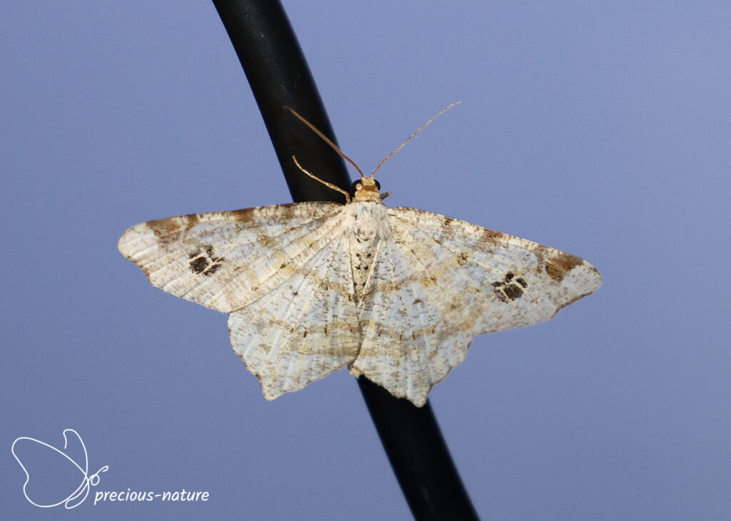 Peacock Moth- 2026